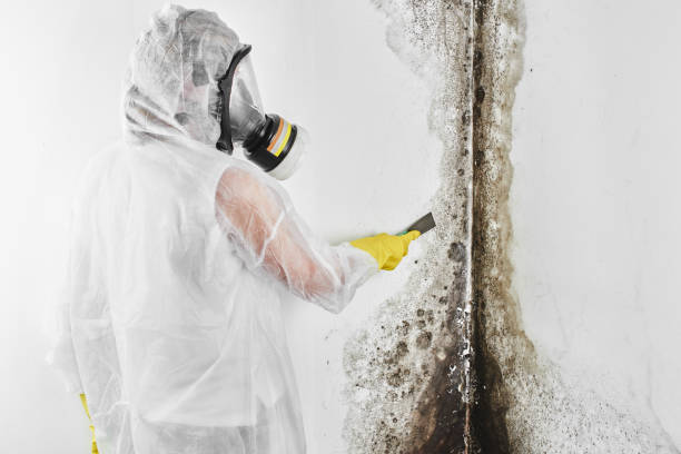 Best Attic Mold Removal  in Phoenix Lake, CA