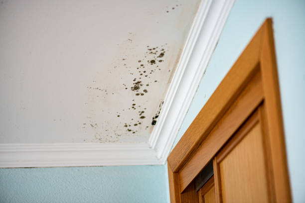 Mold Testing and Removal in Phoenix Lake, CA