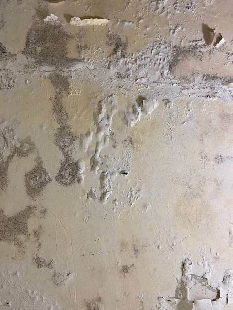 Best Mold Removal Company Near Me  in Phoenix Lake, CA