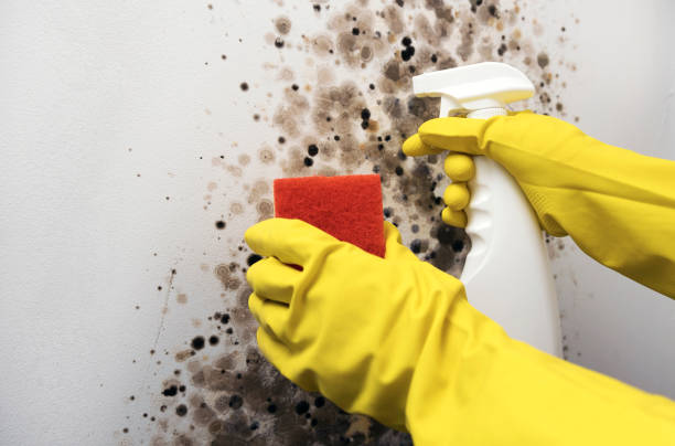 Best Fast Mold Removal  in Phoenix Lake, CA