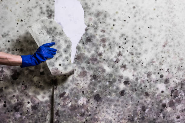 Best Commercial Mold Removal  in Phoenix Lake, CA