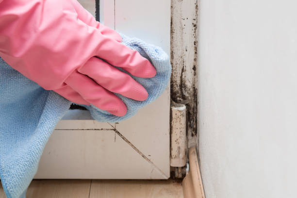 Best Mold Removal Process  in Phoenix Lake, CA